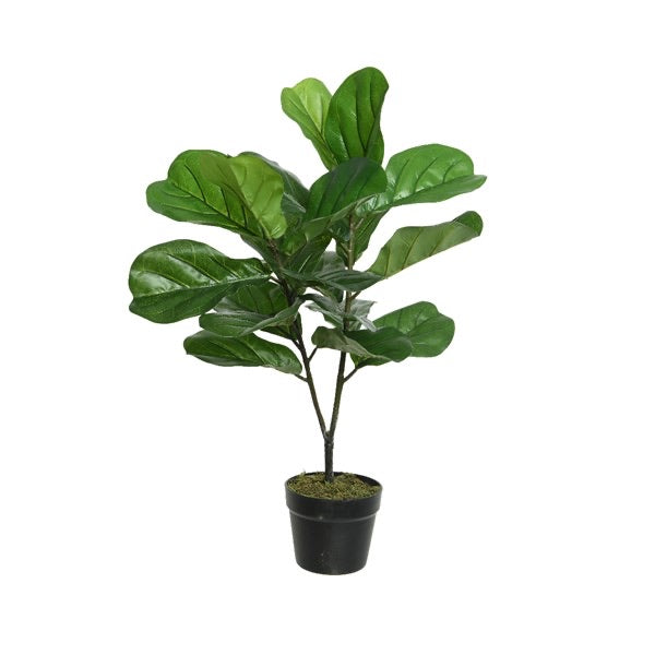 Large Fig tree in pot