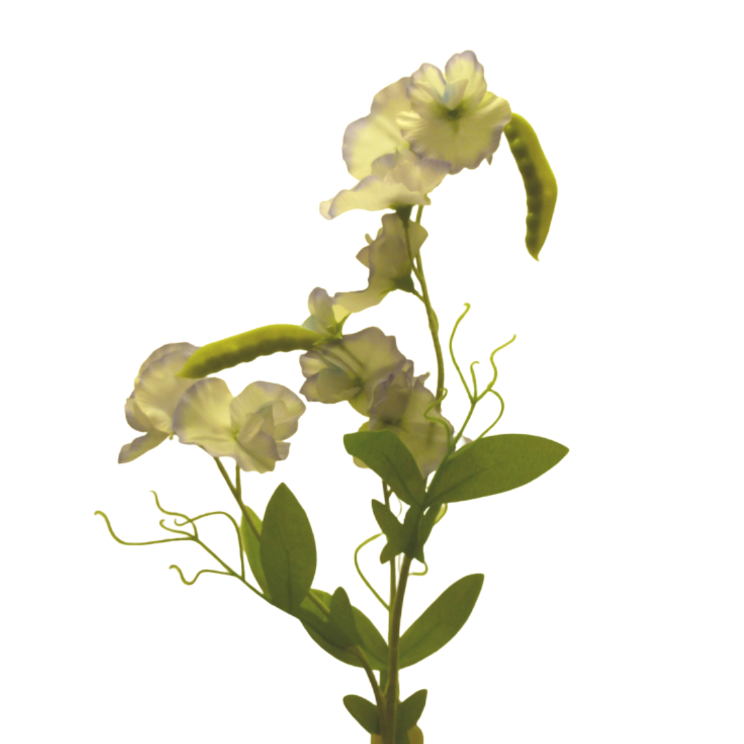 Lilac sweet pea