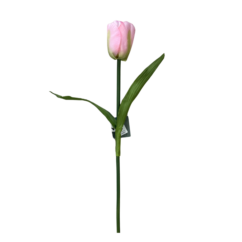 Soft pink tall tulip