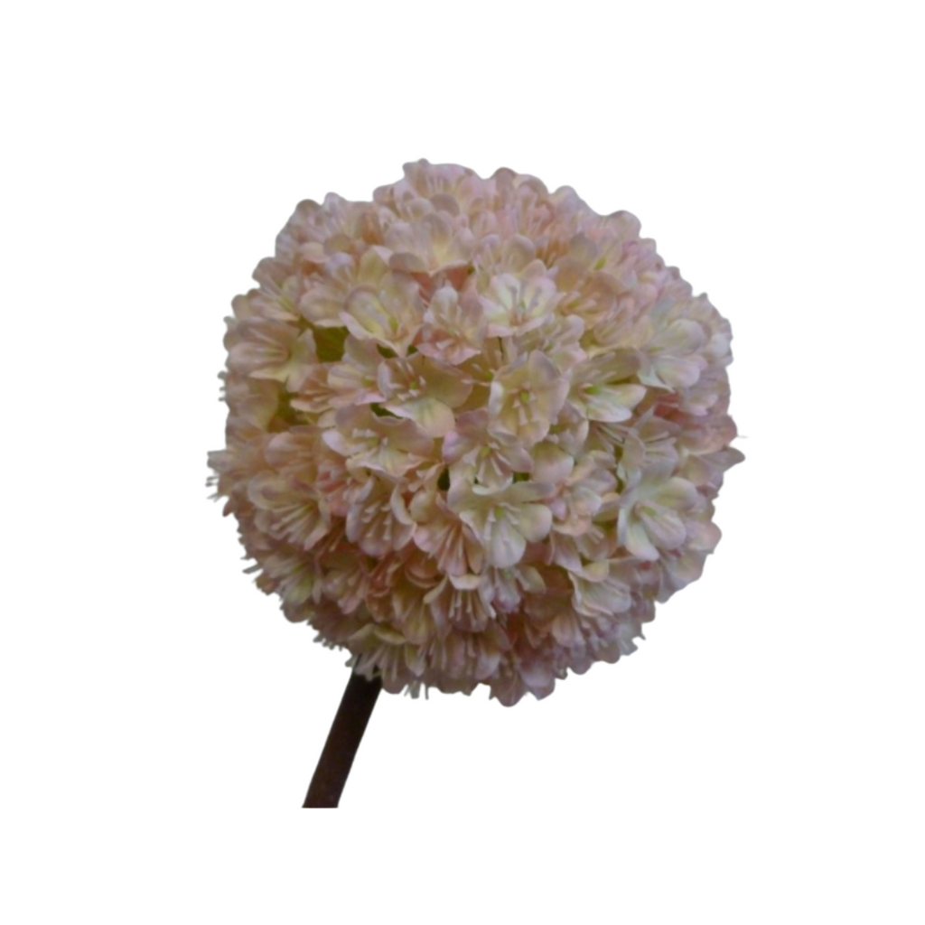 Pink allium stem