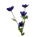Anemone - purple