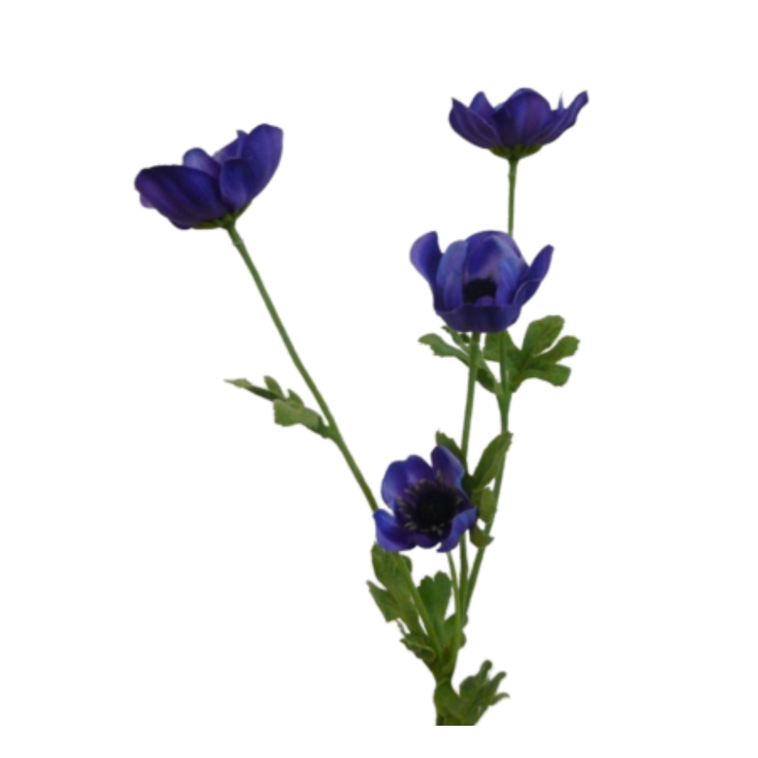 Anemone - purple