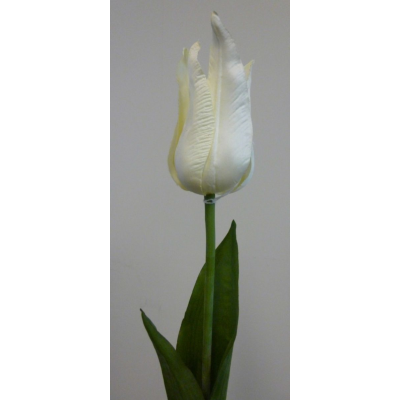 Cream tulip stem