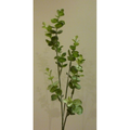 Small eucalyptus stem
