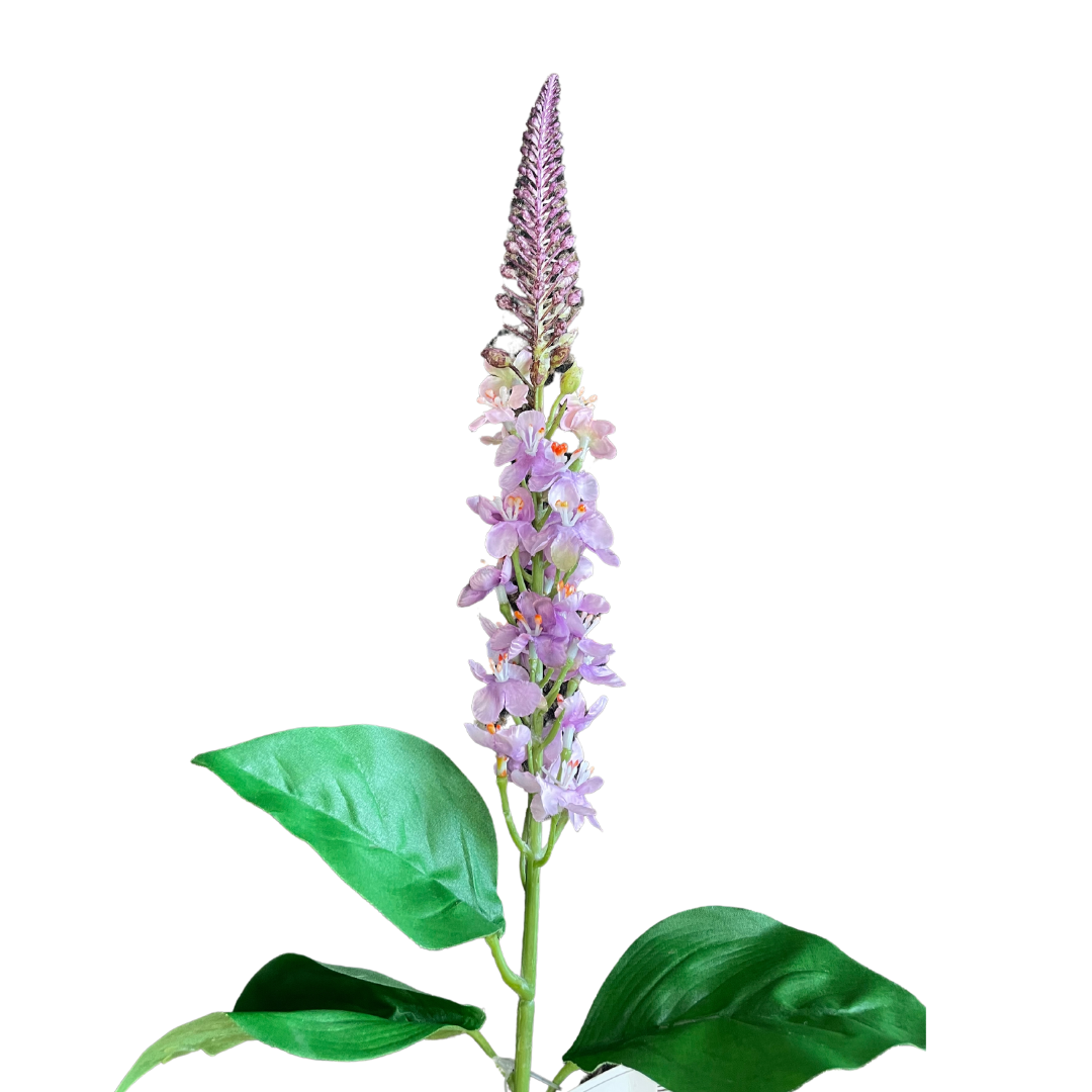 Purple veronica stem