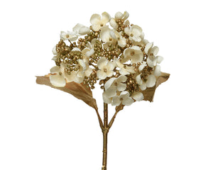 Christmas hydrangea in cream