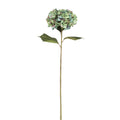 Antique blue giant hydrangea