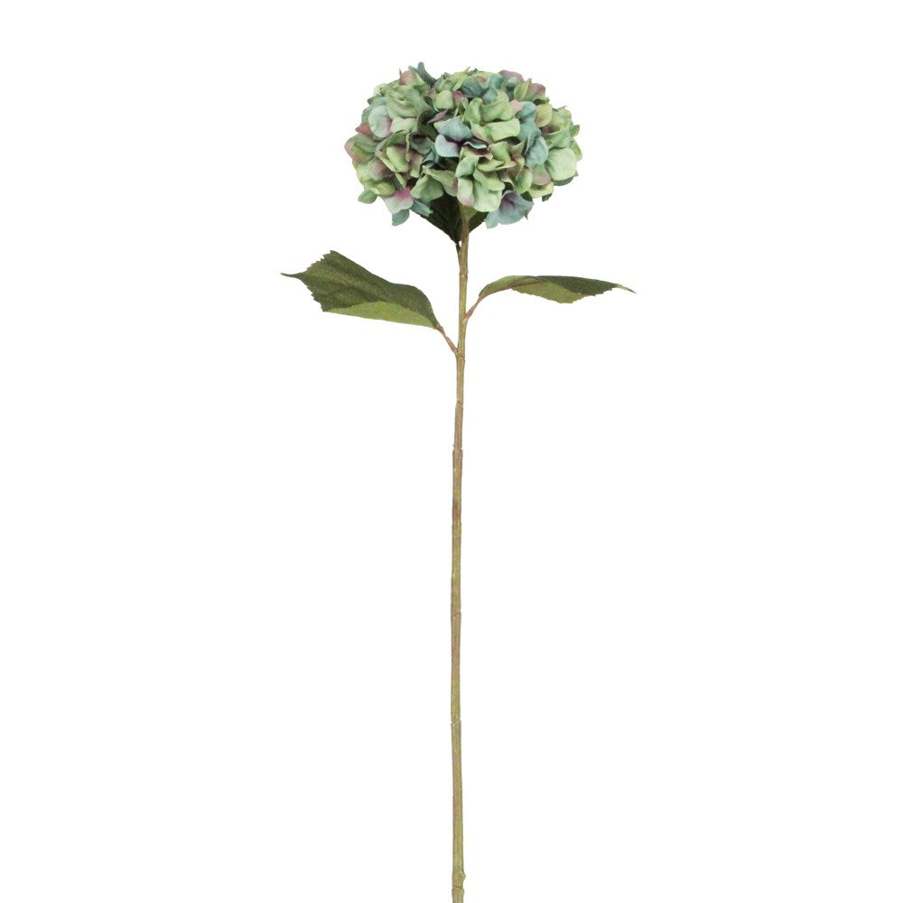 Antique blue giant hydrangea