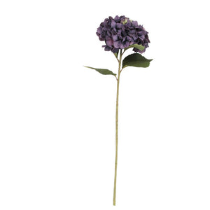 Antique purple giant hydrangea
