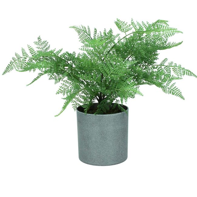 Mini fern in grey pot