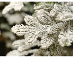 Snowy Alpine 7ft