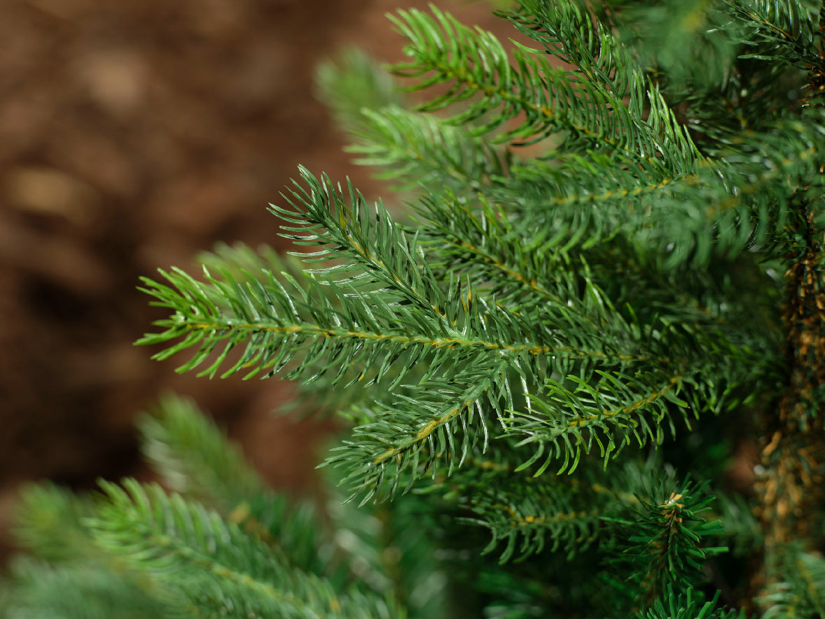 Grandis Fir 9ft Christmas Tree