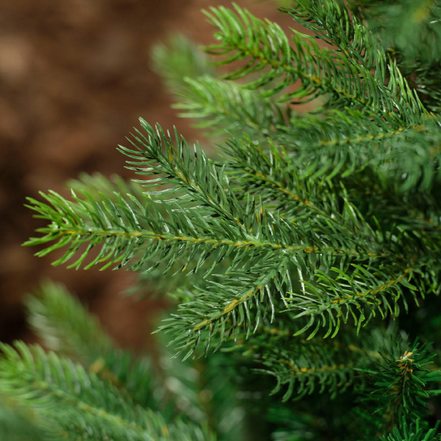 Grandis Fir 7ft