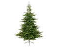 Grandis Fir 6ft