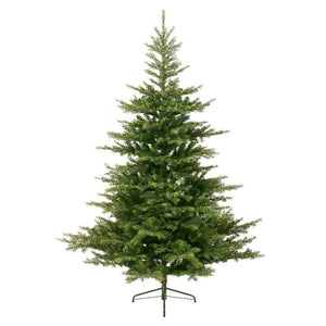 Grandis Fir 8ft
