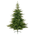Grandis Fir 7ft