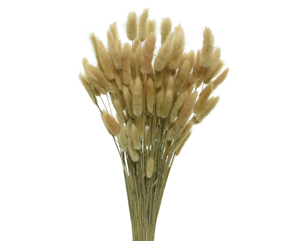 Real dried flower bunny tails