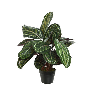 Calathea plant in pot