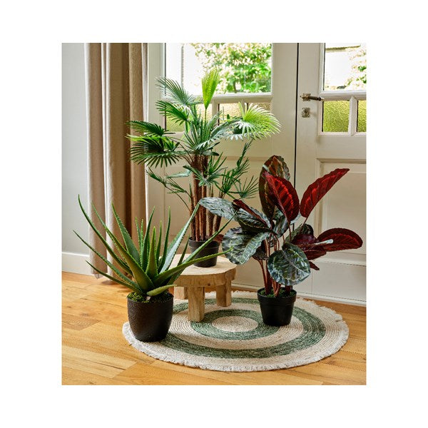 Calathea plant in pot
