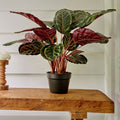 Calathea plant in pot