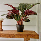 Calathea plant in pot