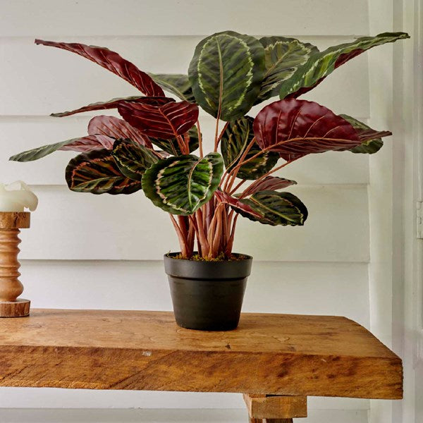 Calathea plant in pot