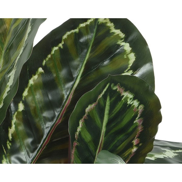 Calathea plant in pot