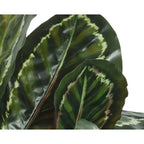Calathea plant in pot