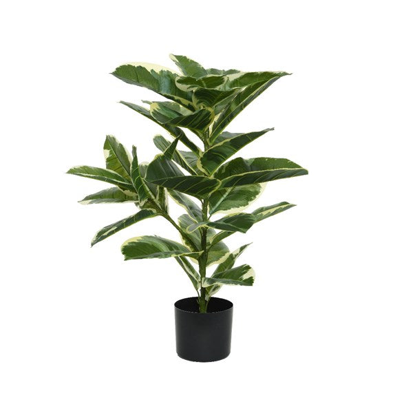 Rubber plant in pot