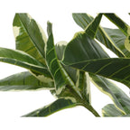 Rubber plant in pot