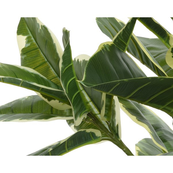 Rubber plant in pot