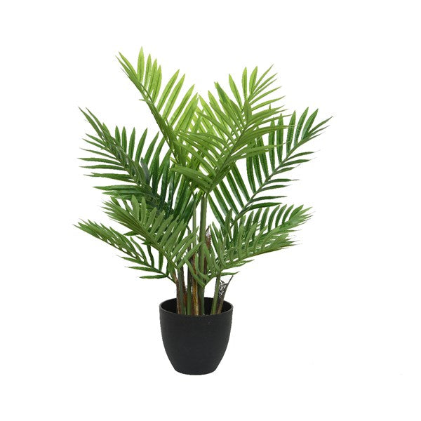 Medium palm tree plant in pot