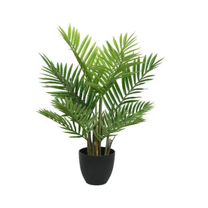 Medium palm tree plant in pot