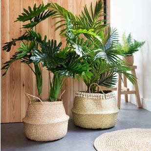 Medium palm tree plant in pot