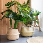 Medium palm tree plant in pot
