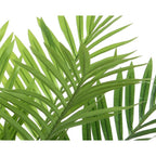 Medium palm tree plant in pot