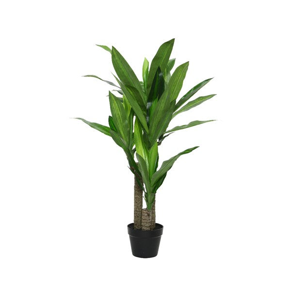 Dracaena plant in pot