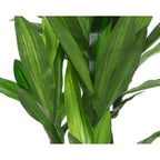 Dracaena plant in pot