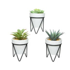 Succulent in contemporary pot and stand