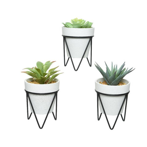 Succulent in contemporary pot and stand