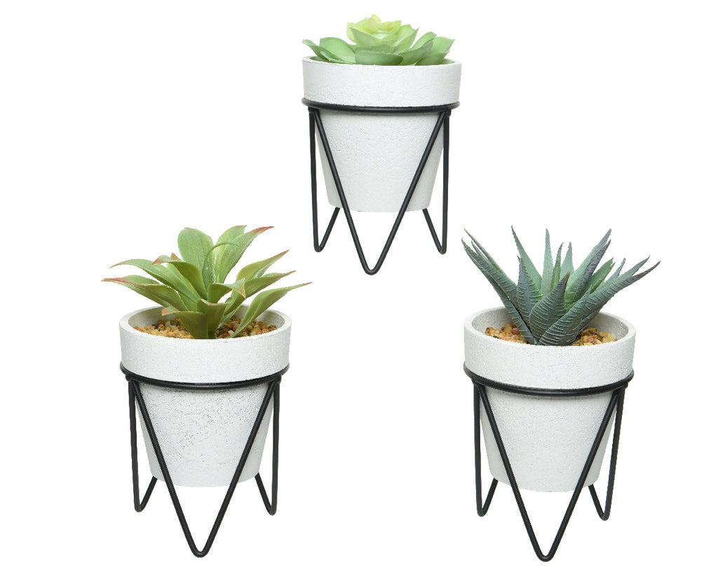 Succulent in contemporary pot with feet