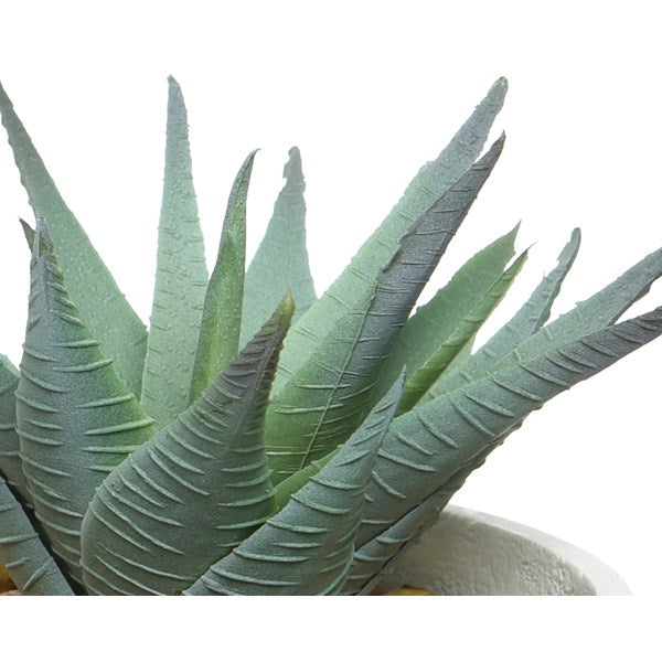 Succulent in contemporary pot and stand