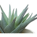 Succulent in contemporary pot and stand