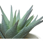 Succulent in contemporary pot and stand