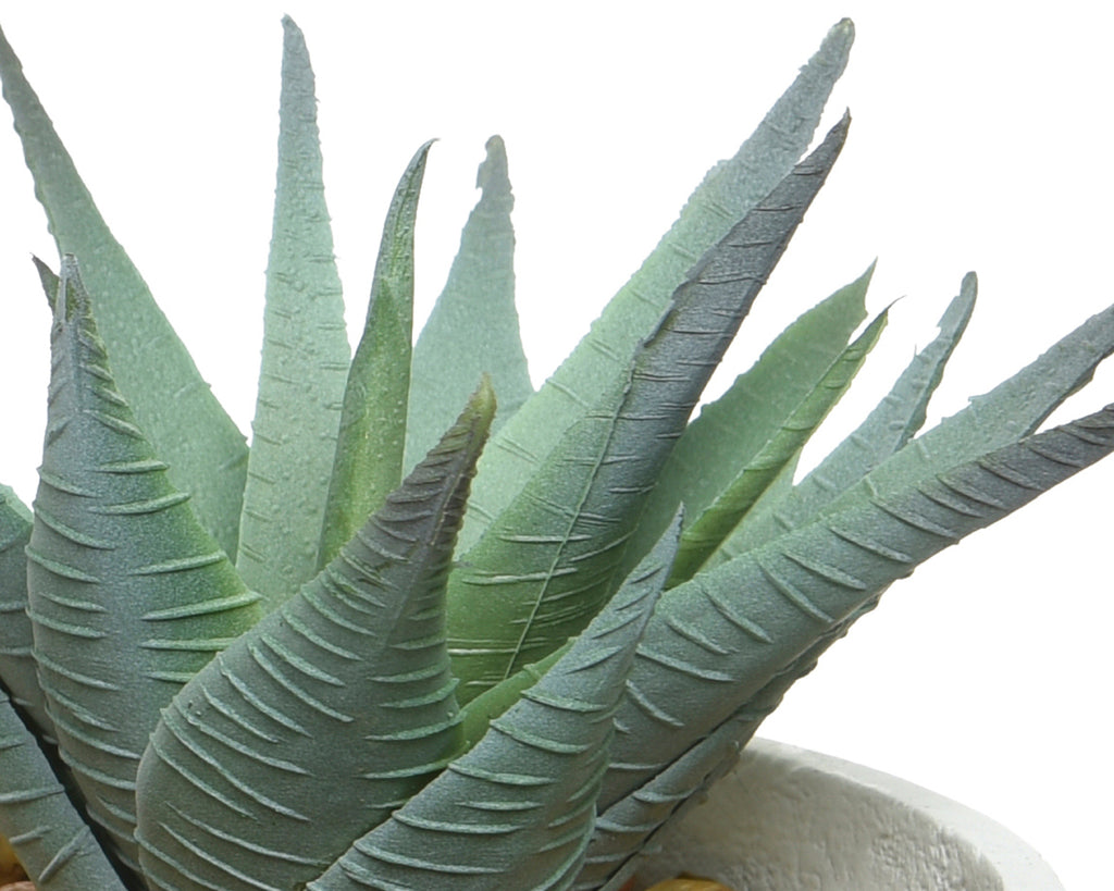 Succulent in contemporary pot with feet