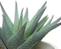 Succulent in contemporary pot with feet