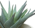 Succulent in contemporary pot with feet