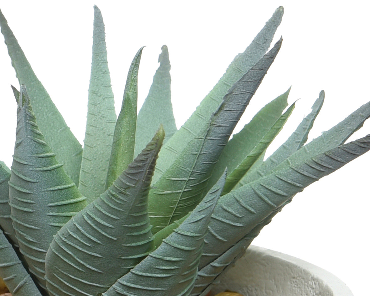 Succulent in contemporary pot with feet