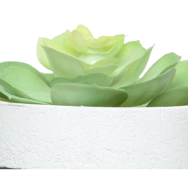 Succulent in contemporary pot and stand