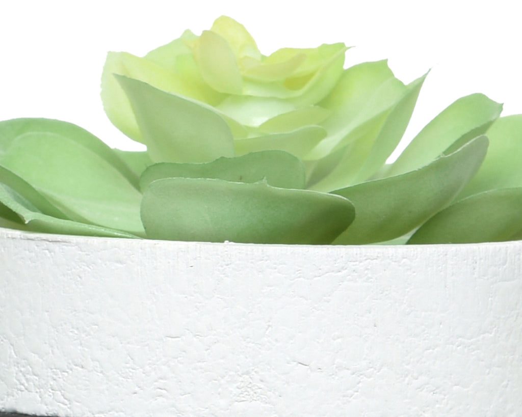 Succulent in contemporary pot with feet